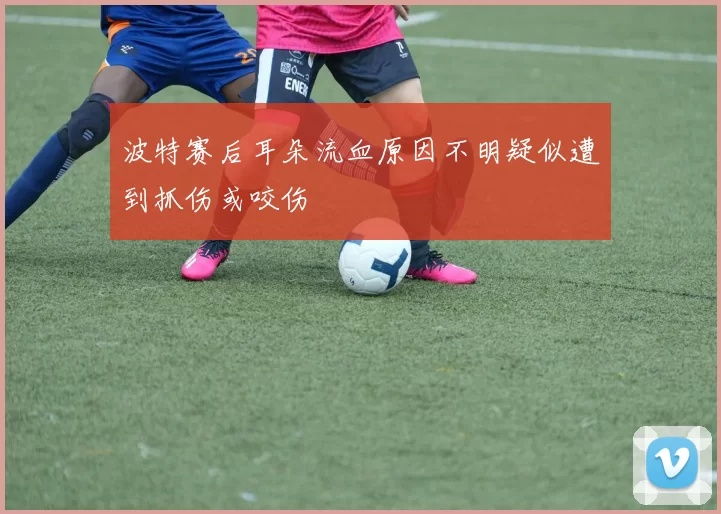 波特赛后耳朵流血原因不明疑似遭到抓伤或咬伤